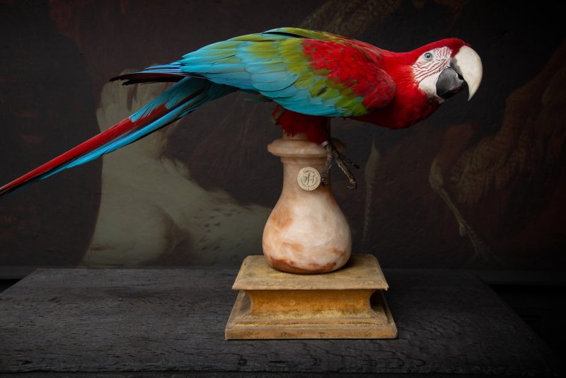 Red and Green Macaw II by by Darwin, Sinke & van Tongeren