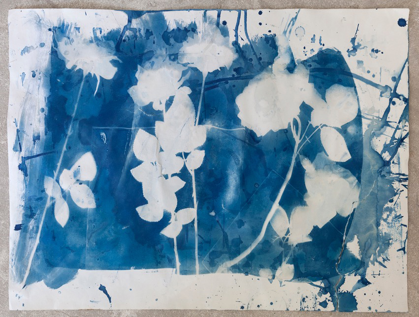 Bloom cyanotype by Carolyn Quartermaine