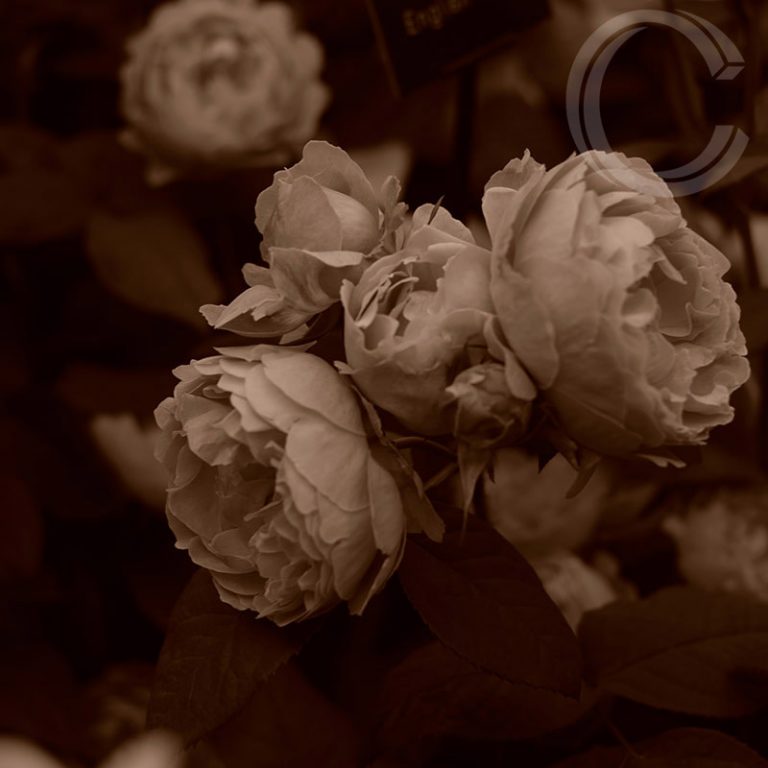 Sepia Roses 2 by Carolyn Quartermaine