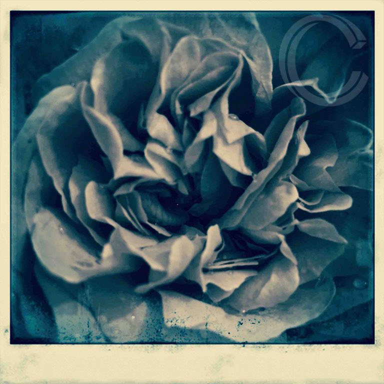 Blue Rose by Carolyn Quartermaine