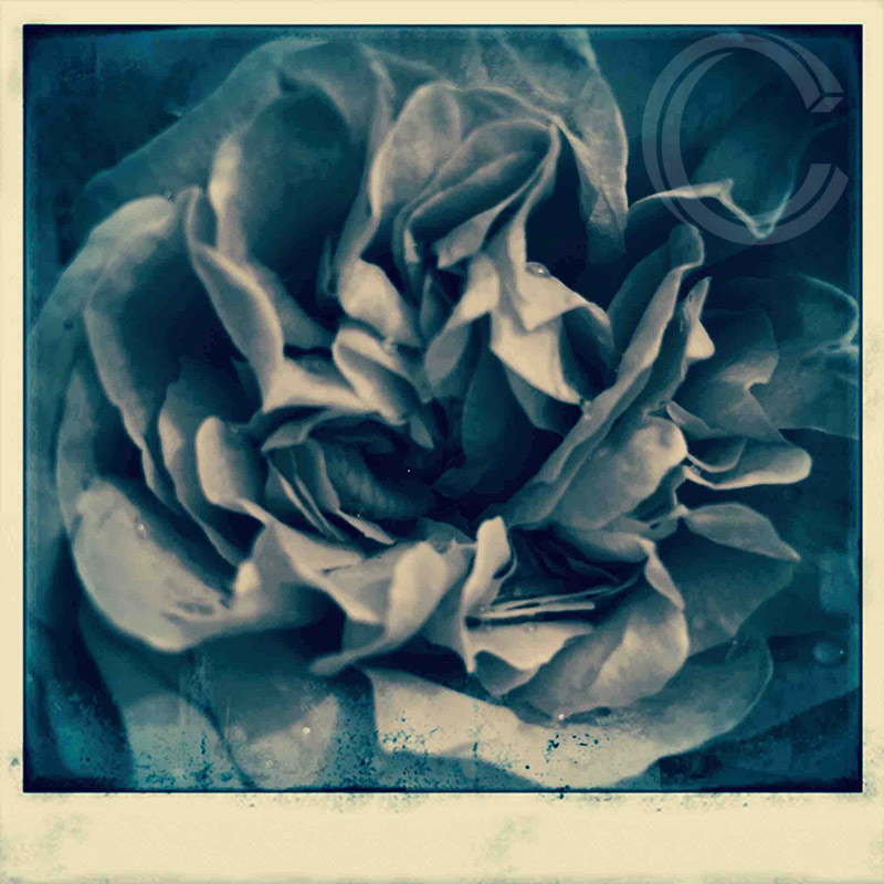 Blue Rose by Carolyn Quartermaine