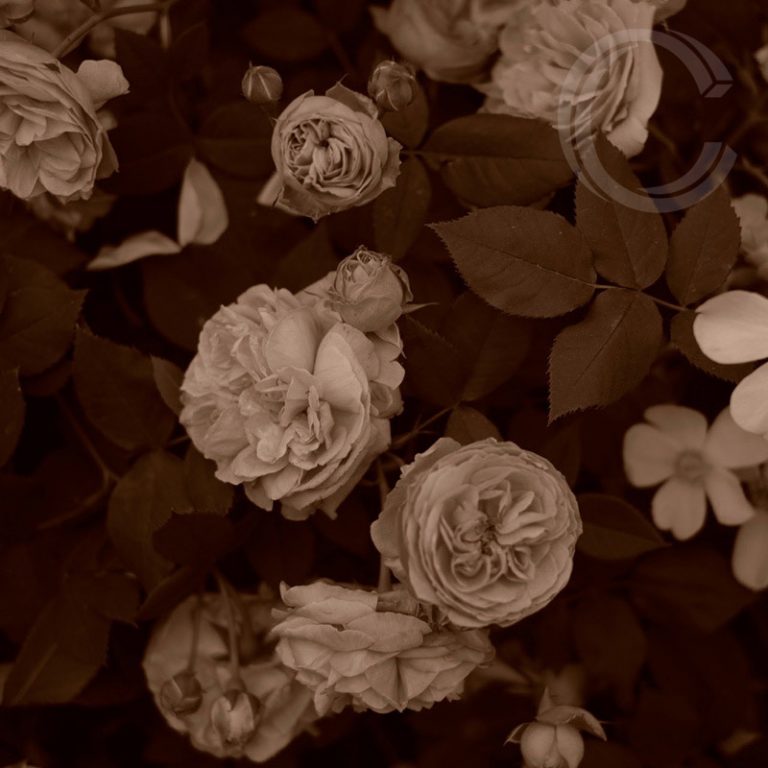 Sepia Roses 5 by Carolyn Quartermaine