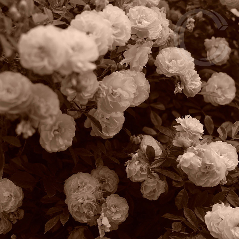 Sepia Roses 6 by Carolyn Quartermaine