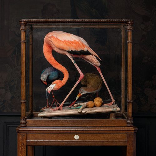 Flamingo in the style of Audubon at Teylers Museum in Haarlem