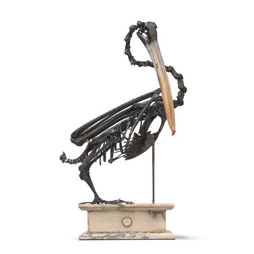 Mounted Skeleton of a Pelican