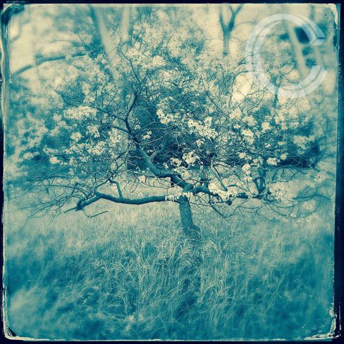 Blossom Tree
