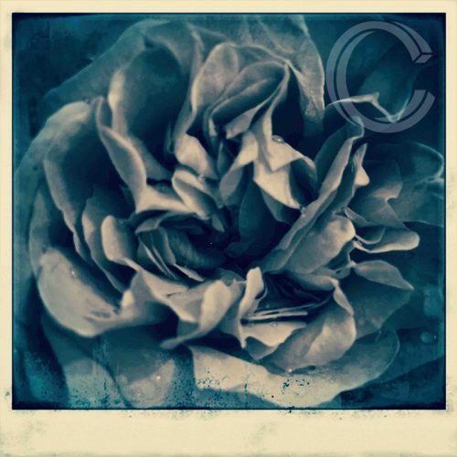 Rose Giant Polaroid